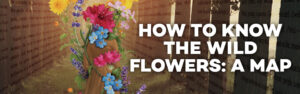 “How to Know the Wild Flowers: A Map”    reviewed by Julia W. Rath